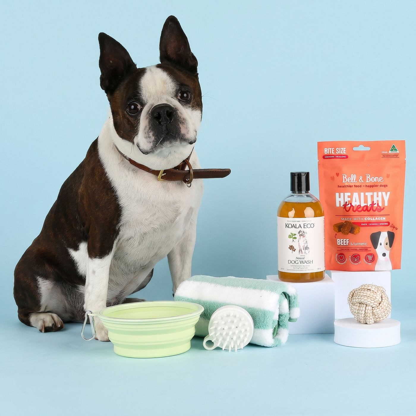 Dog with pet care products including a bowl, brush, and packages on a blue background