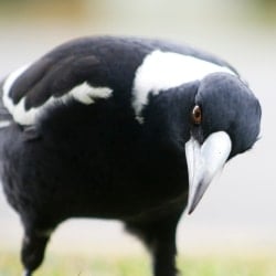 Collingwood Football Club